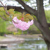 自称・フォトグラファーが行く。必見！大泉町御正作公園の八重桜はこの時期に行け