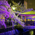 自称・フォトグラファーが行く。太田市八瀬川ソメイヨシノのライトアップ。幻想的な光景。そして